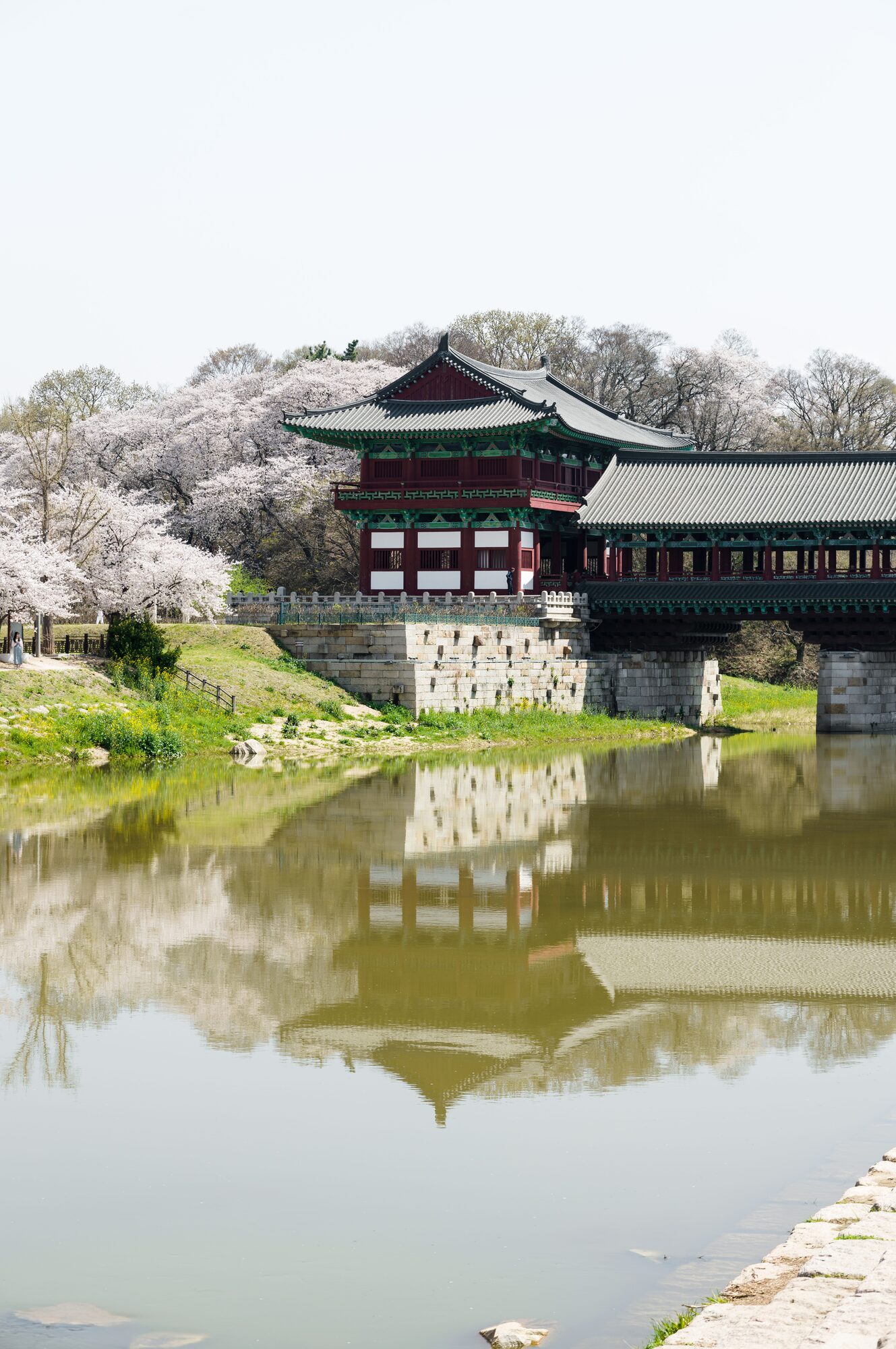 경주 벚꽃길과 봄 풍경
