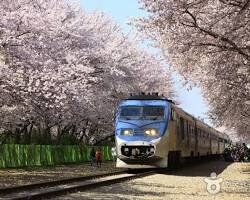 진해 군항제의 벚꽃 터널