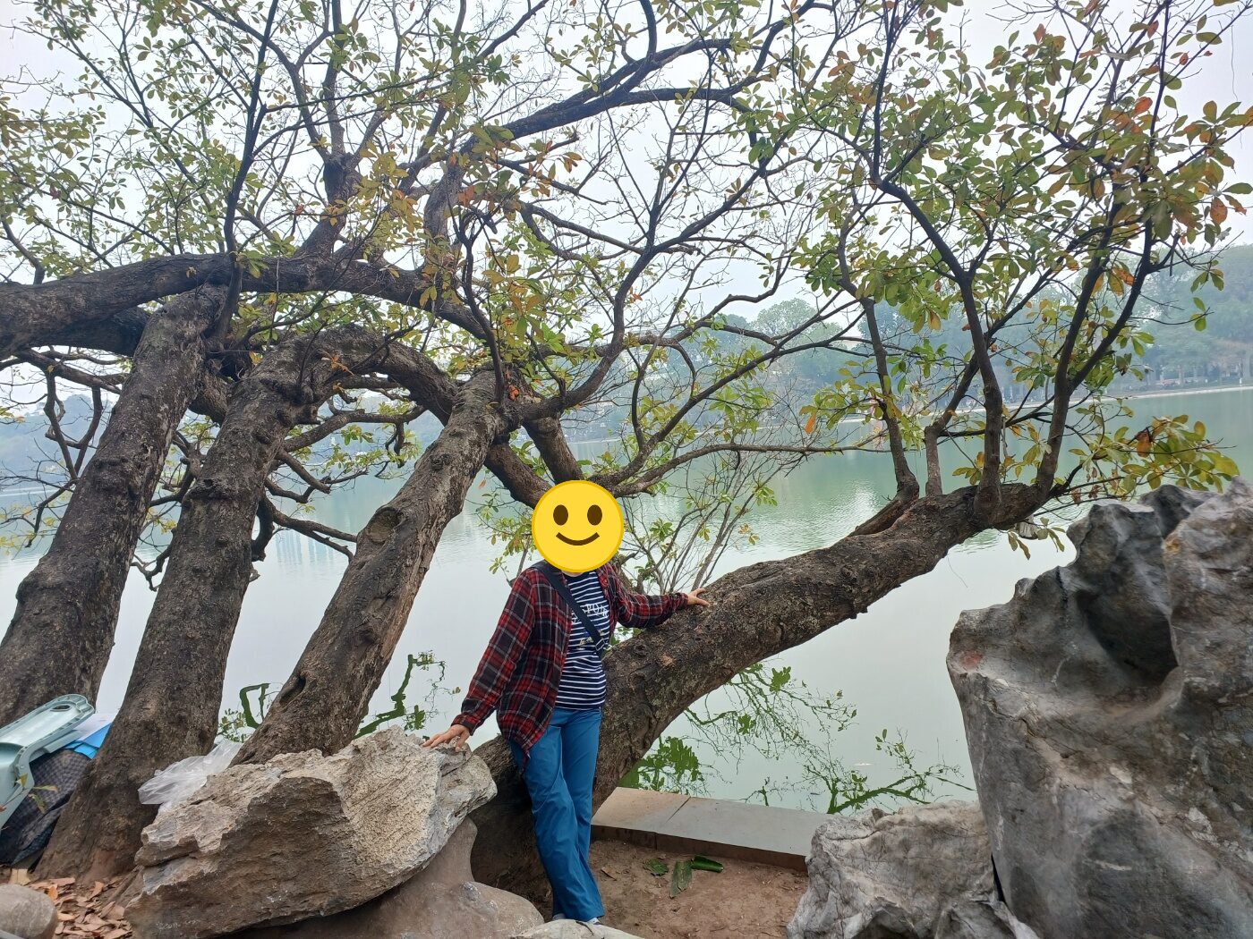 하노이 호안끼엠 호수의 오래된 나무와 호수 풍경