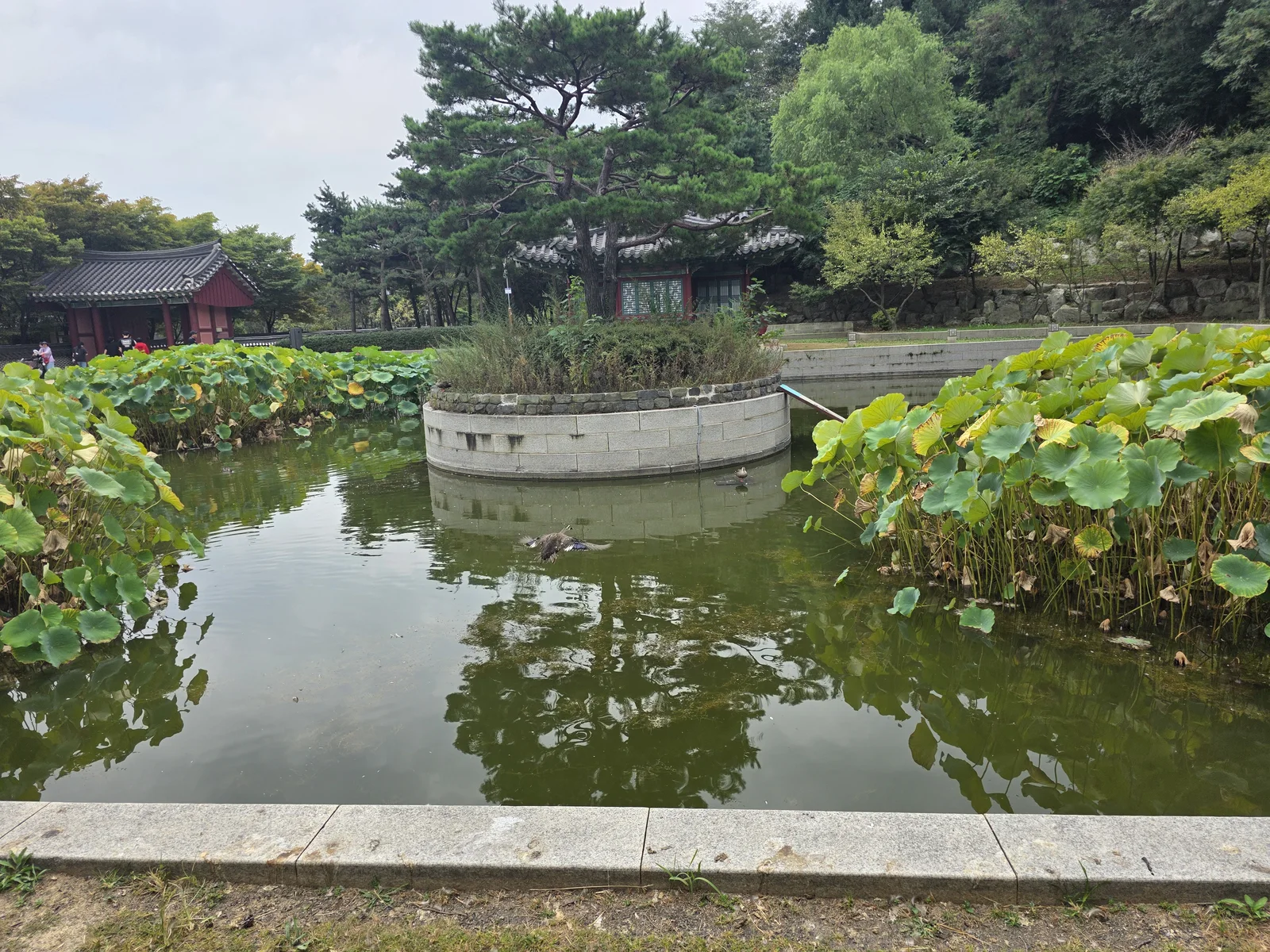 연잎과 정자가 함께 담긴 월미공원 연못