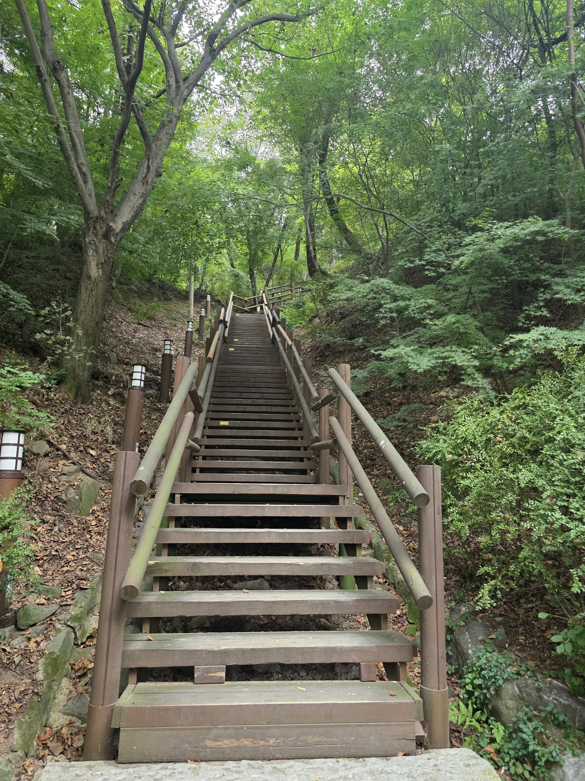 나무 사이로 이어지는 계단길