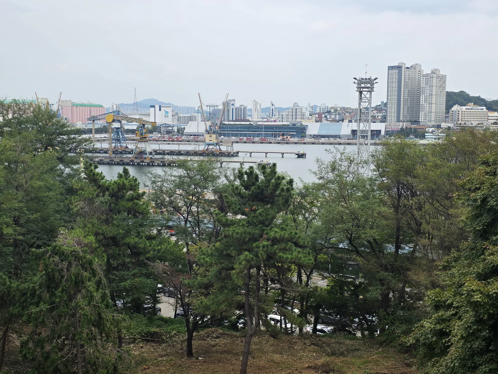 나무 너머로 보이는 항구 풍경